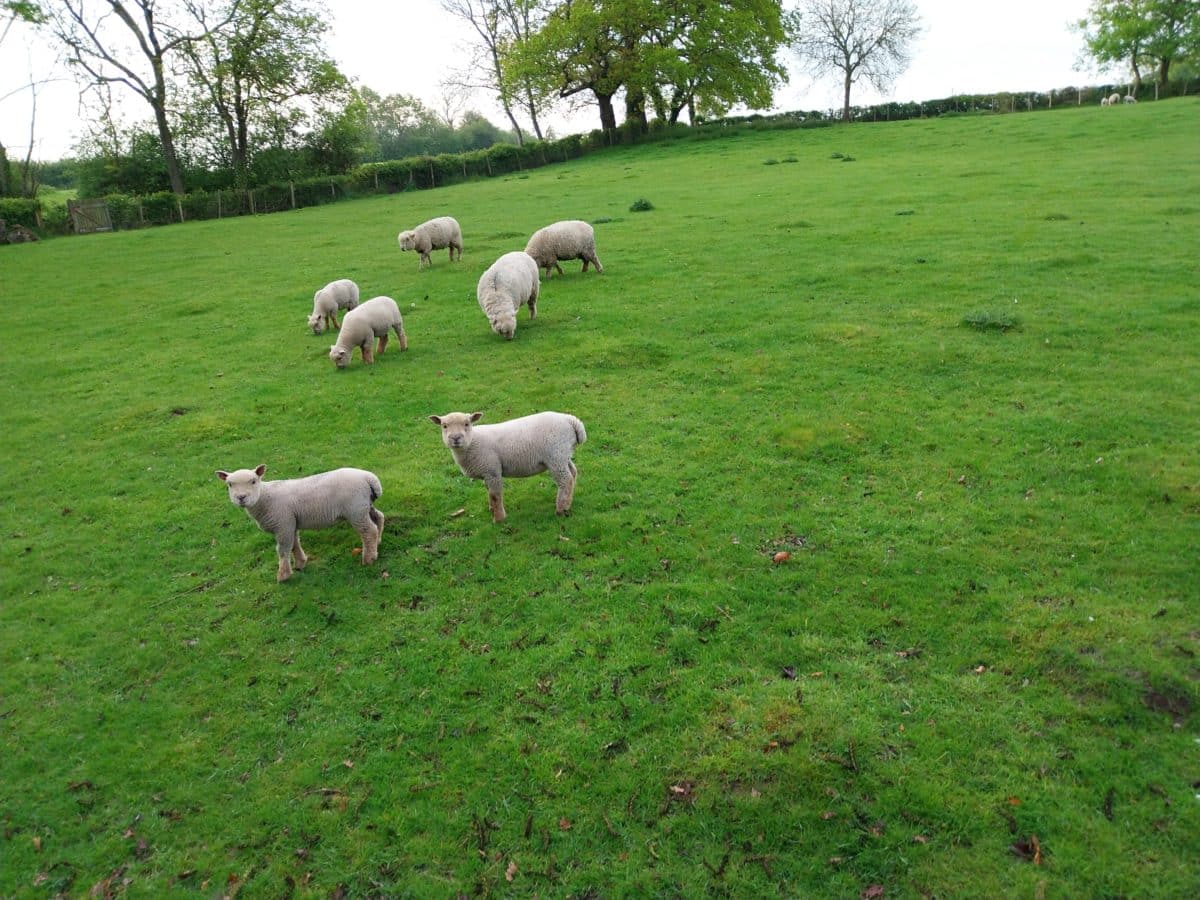 Seven sheep, including lambs and adults, are grazing and standing on a lush green grassy field with trees and a fence in the background, creating an idyllic pastoral scene that captures the peaceful charm of a Christian holiday cottage in Kent.